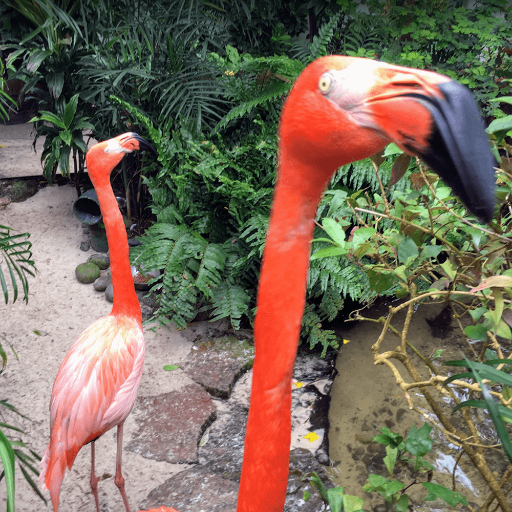 key west butterfly conservatory flamingos