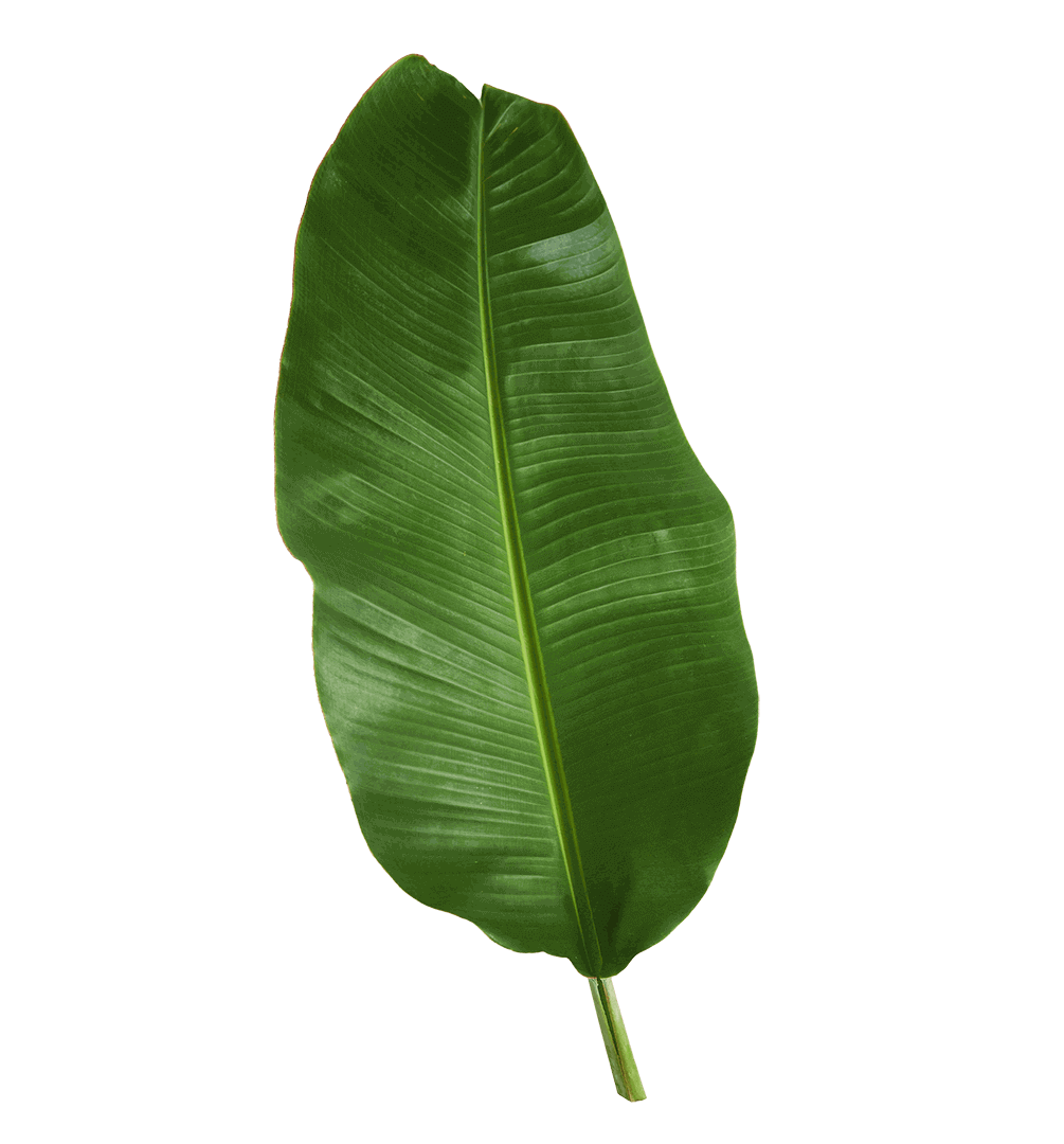 leaf