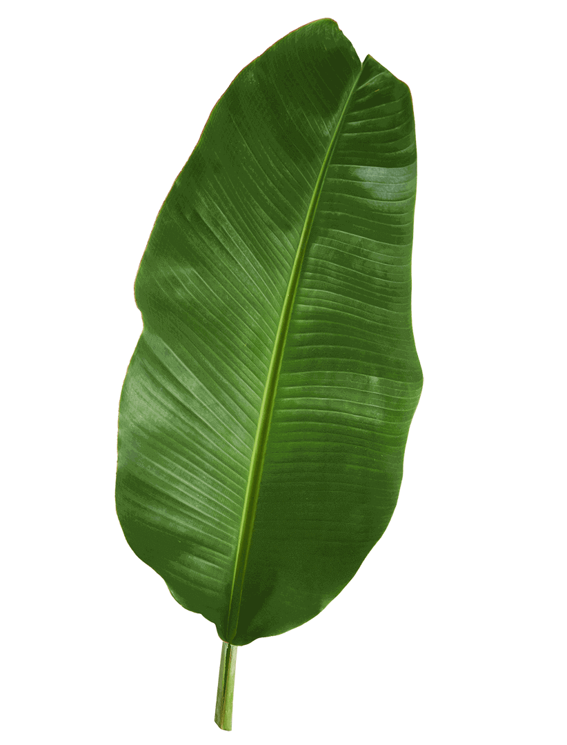 leaf