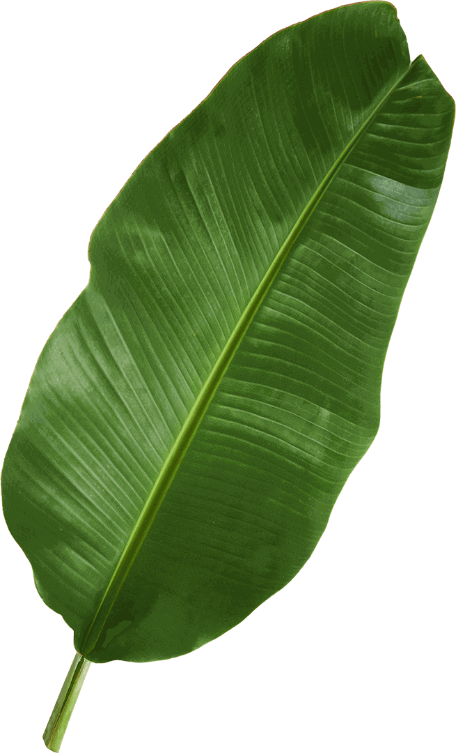 leaf