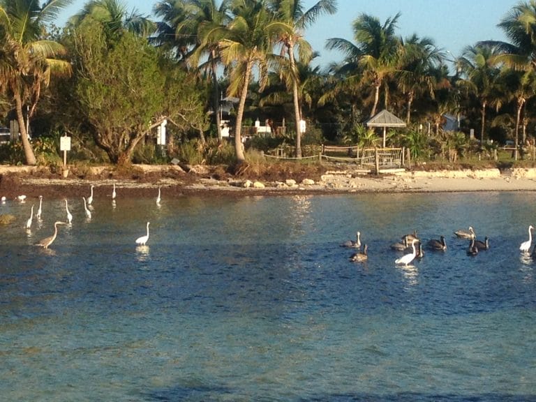 Key West Birds of Different Feathers Feast Together during Thanksgiving Week