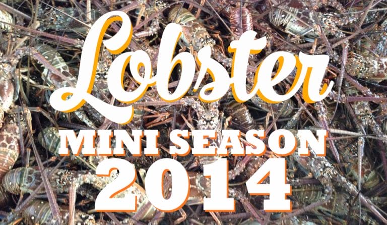 Lobster Mini Season 2014