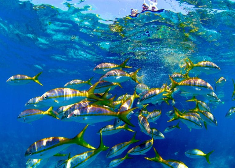 Florida Keys Lobster Season … Or Let Them Eat Bugs