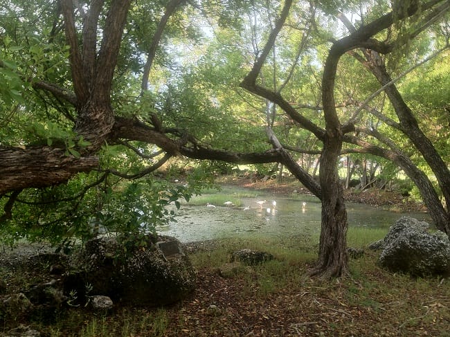 Key West Bird Sanctuary offers a Peaceful Moment during the holidays