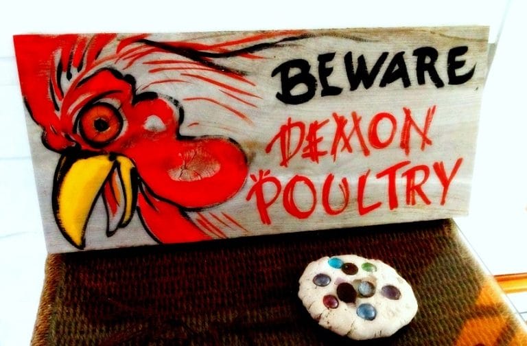 Talk About Key West Chickens – Who needs a guard dog with this bad boy Demon Poultry?