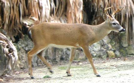 Close Encounters with Endangered Florida Keys Deer