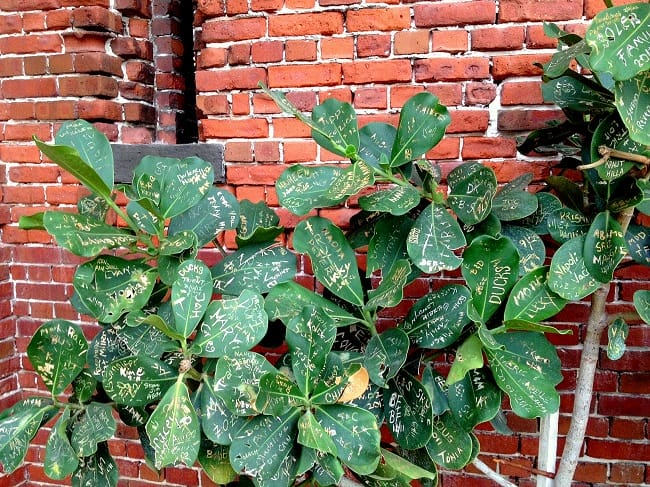 The Autograph Tree at Key West’s West Martello Towers