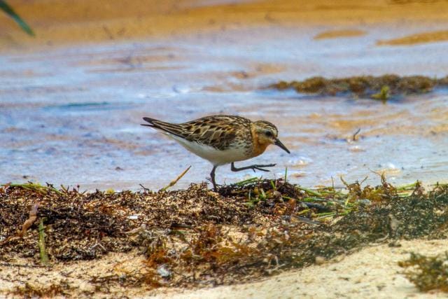 A shorebird from Siberian Asia spotted in Key West