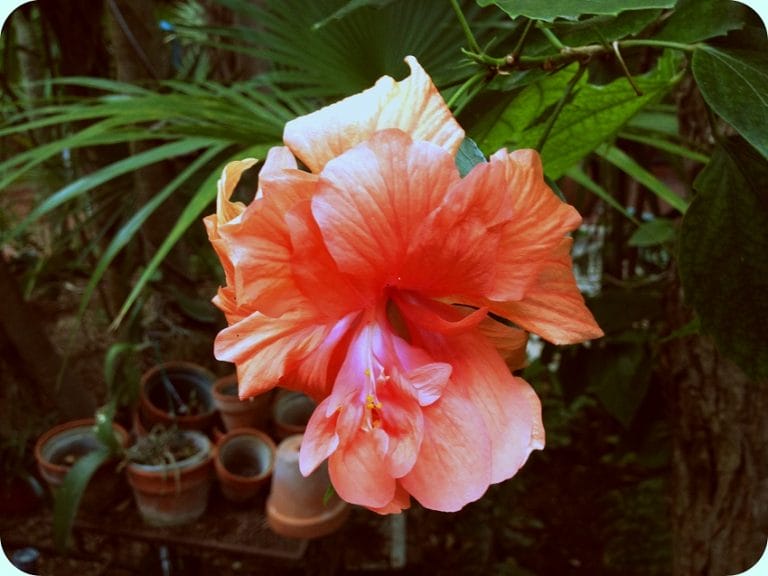 The Key West Lone Hibiscus Rose ~ A Poem