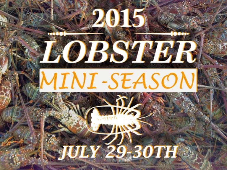 2015 Lobster Mini-Season in Key West, FL